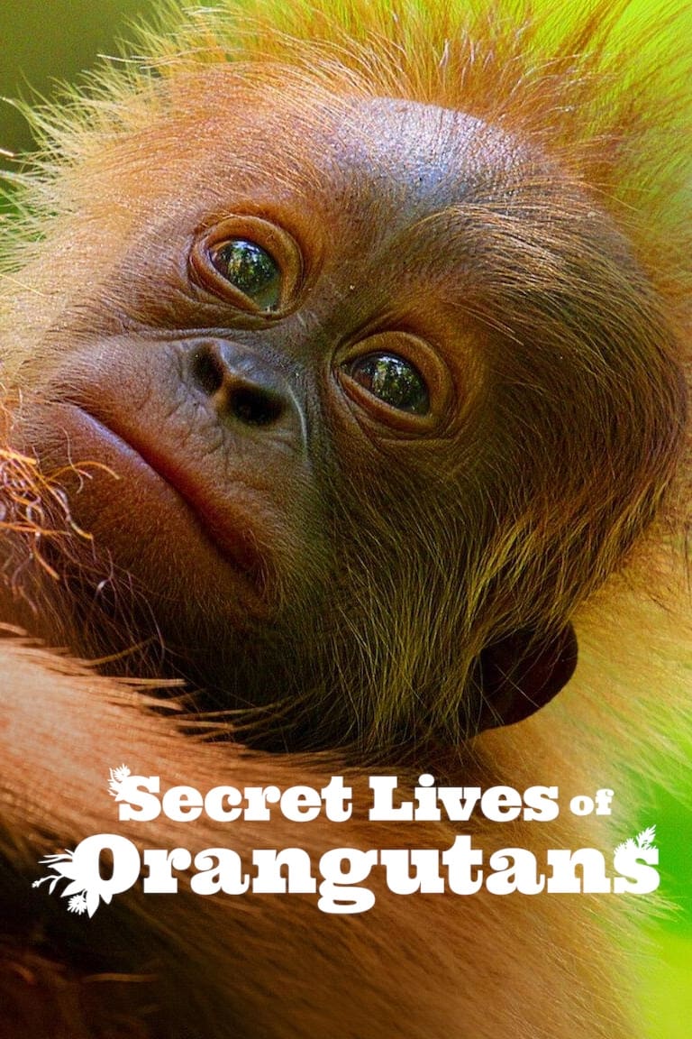 Secret Lives of Orangutans ชีวิตลับอุรังอุตัง