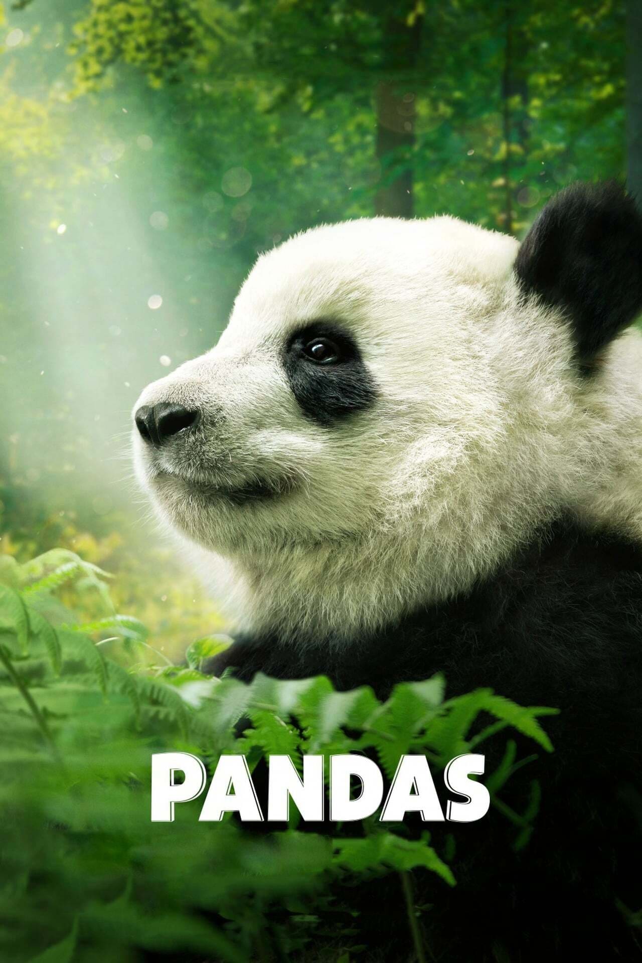 Pandas Pandas